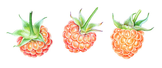 Set of two watercolor raspberries on white background
