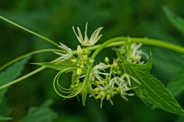 small white flowers of a wild cucumber on a green stem with leaves