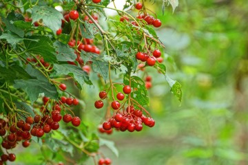red berries of viburnum on branches with green leaves