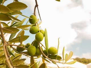 ovlie trees oils leaf branch sky isolated