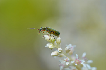 Insect on flower