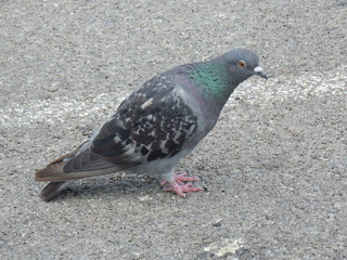 pigeon