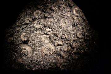Ammonite fossil texture © Birute Vijeikiene