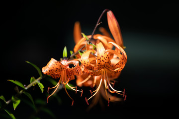 Tiger lily (Lilium lancifolium, syn. L. tigrinum)