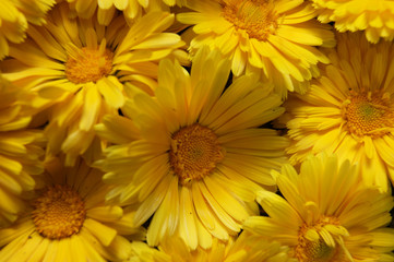 Bright and colorful background from flower of the yellow colour