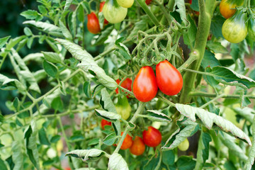 Red Teardrop Tomato Ready To Be Be Harvested