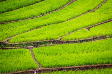 Closeup beautiful rice terraces, green rice field pattern background, natural background and wallpaper, abstract of a newly planted rice paddy in rainy season in Thailand