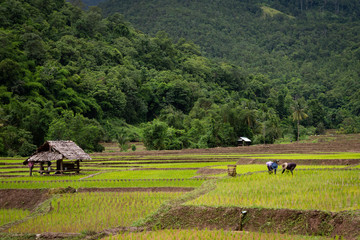 farmers are planting rice in the rice field,rice terraces with farmers in nature,new rice paddy is planted in rainy season,farmer planting paddy tree,country life,travel in Chiang Mai,Thailand