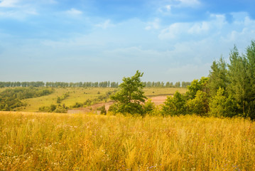 Fototapeta premium Landscape with field in late summer