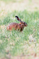 Hare sitting in meadow. Side view.