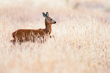 Roe deer doe walking through wheat field.