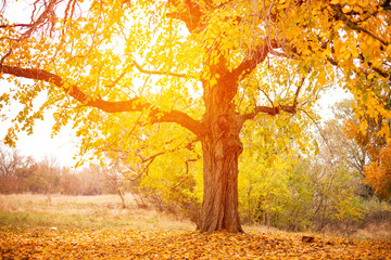 beautiful big tree with yellow leaves autumn time