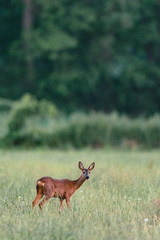 Roe deer standing in meadow with tall grass. Looking towards camera.