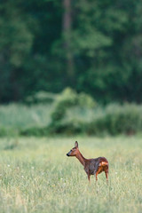 Roe deer standing in meadow with tall grass. Side view.