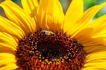 Obraz premium Bee on sunflower in the sunshine.