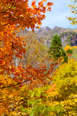 妙高戸隠高原国立公園。秋の戸隠神社奥社参道より戸隠連峰を望む。長野　日本。１０月下旬。
