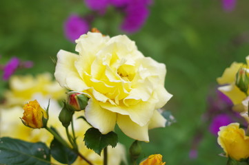 Summer flower. The flowers are bright. The buds are beautiful