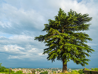Giant coniferous tree standing at the top of Ukimerioni Hill near famous Bagrati Cathedral in Georgia. Buildings of Kutaisi are seen below.