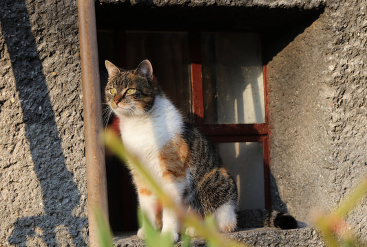 Affectionate domestic cat watch for her best friend and to go somewhere on walk. Obedient kitten is sitting in windowsill where she feels in safe and look out for someone