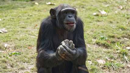 Chimpanzee sitting with crossed hands and looking away, thinking as human being.