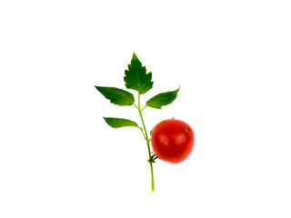 Tomato on a branch on a white background
