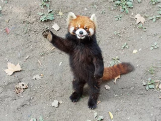 Fotobehang Schattige kleine panda (rode panda) staat met zijn poten en staart, zwaait met zijn poot om eten te vragen, gedraagt zich als hallo, grappig dierengedrag. © atiger