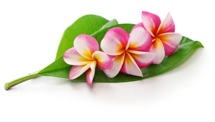 Keuken spatwand met foto  plumeria flowers and leaves isolated on white background © uckyo