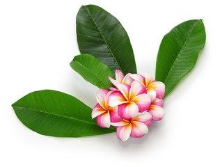  plumeria flowers and leaves isolated on white background