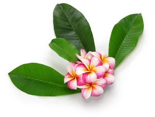 Fotobehang  plumeria flowers and leaves isolated on white background © uckyo
