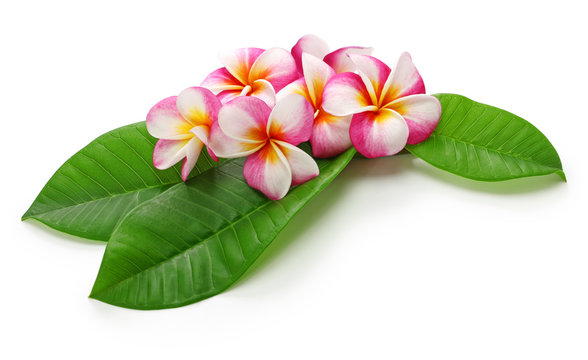  plumeria flowers and leaves isolated on white background