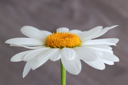 white lonely daisy flower on a green stem