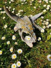 Cow scull on green meadow with flowers