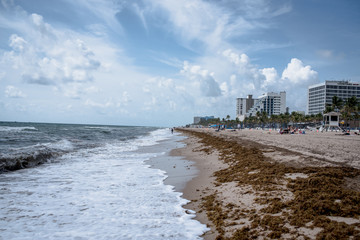 florida beach with seaweed © Landon