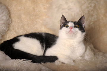 black and white cat on a fluffy plaid