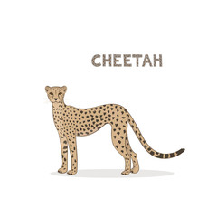 Vector illustration, a cartoon cheetah, isolated on a white background.