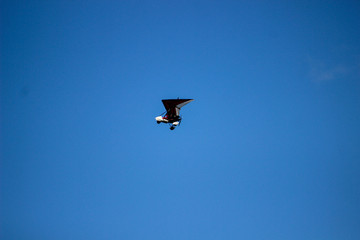 The hang-glider flying in the blue clear sky
