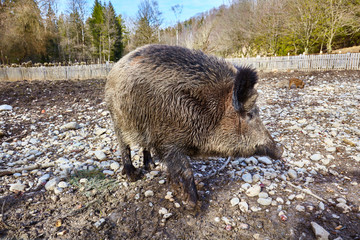 Female wild boar in the park.
