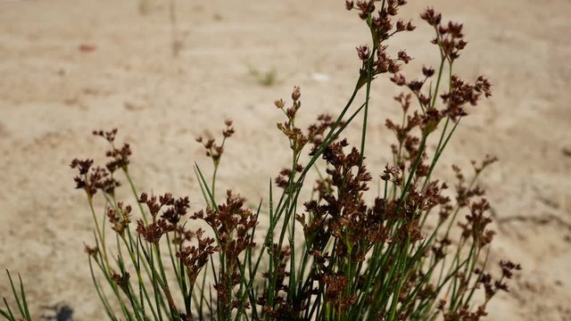 Green bush with small flowers on the sandy shore. Inflorescences slowly sway in the wind. Plant concept on a sandy beach