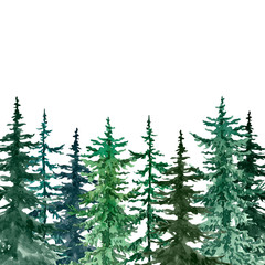 Watercolor pine trees background. Banner with hand painted pine forest, isolated. Winter wonderland illustration for Christmas.