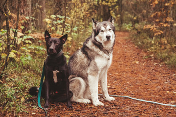 two big kind dogs in the forest. black and grey dogs.