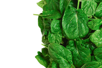 Fresh spinach leaves as background.