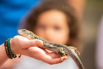 Lizard sitting on hand in front of kids
