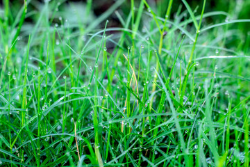Closeup water drops on green leaf  Raining day