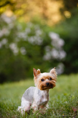 yorkshire terrier in grass. Little york dog in summer park. Outdoor walk of little doggie. Doggy haircut. Mini-dog on grass. Small sheared york dog. Dog hair style