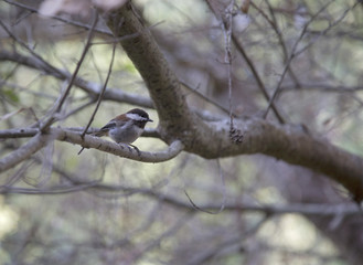 A beautifull tame chestnut-backed chickadee (Poecile rufescens) perched on a branch in Santa Cruz California.
