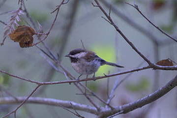 A beautifull tame chestnut-backed chickadee (Poecile rufescens) perched on a branch in Santa Cruz California.