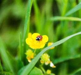  flowers, garden, summer