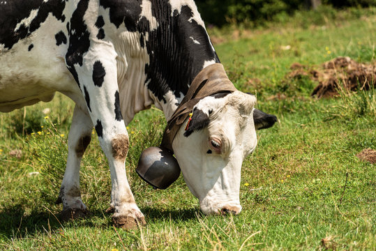 White and black dairy cow with cowbell grazing in mountain, Italian Alps, south Europe