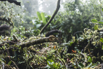 Costa Rica
