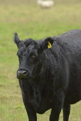 Cow of Australia